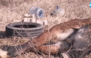 спасиха изоставен кон лежал безпомощно дни наред път благоевград