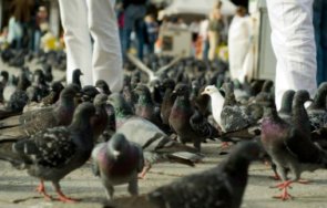 войната хората кучетата благоевград взима жертви десетки натровени гълъби натръшкани съдебната палата