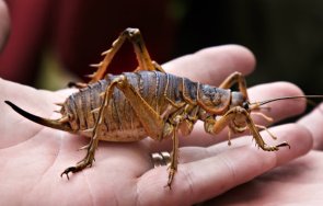 гадно отмъщение зоопарк предлага кръстите противно насекомо бившия партньор