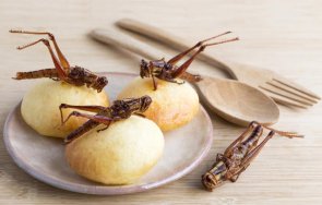 брашно щурци приложението насекомите храната