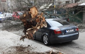 паднало дърво премаза автомобил човек колата