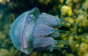 гигантски медузи обитават дълбините антарктида