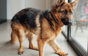 можеше говори арес кутрето пазач обезобразено човешкото безразличие