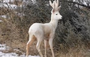 сръндак албинос появи родопите