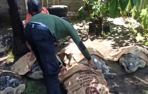 бургас арестуваха украинка изнасяла нелегално костенурки танзания