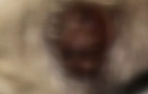 трима задържани зверството кучето отрязаните уши