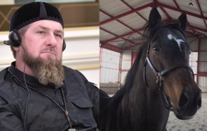 задигнаха коня зазу кадиров струващ поне милиона долара