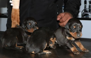 чудо дни руините три новородени кученца спасени турция видео