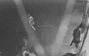 бургазлии пищят глутница кучета