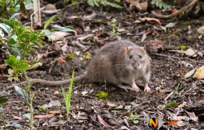 експерти градинарите прогонят гризачите