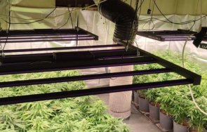 спецакция разкриха три оранжерии марихуана пазарджишко