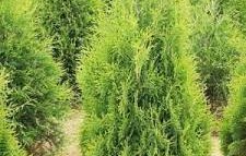 туи поникнаха центъра софия