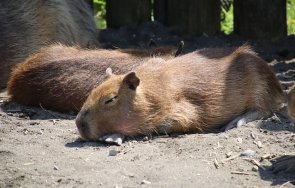 четири капибари новите обитатели зоопарка бургас