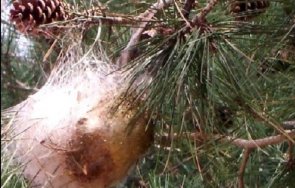 предупреждават среща опасен вредител парковете снимка