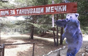 мечките белица събудиха зимен сън