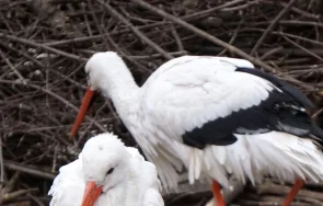 100 щъркела заплашени премръзване бургаско