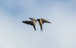 лястовиците българия намаляват