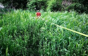 красно село пак затъне големи треви