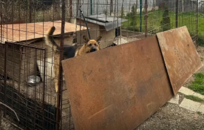 агресивни немски овчарки нападат хора животни горна баня