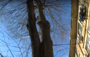 огроно дърво всеки момент рухне къща пловдив шефът градини паркове нехаел държал арогантно