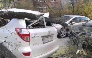 семейството смачканата дърво кола търси правата съда