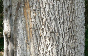 горски конфискуваха 150 дървесна кора