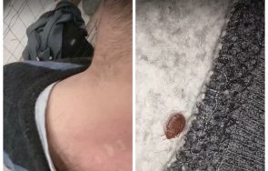 таз добра дървеници нахапаха пътник влак бдж