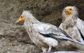 дома двойка египетски лешояди прибраха българия