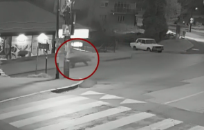 мечка притича улиците владая