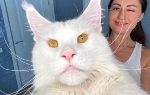 голямата котка света стана интернет сензация видео снимка