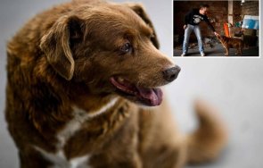 възрастното куче света стана години