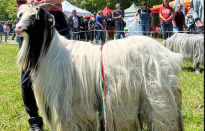 пръчът джони козата дълъг косъм нас снимки