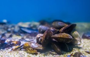 български учени алармират открихме днк увреждания мутации мидите черно море