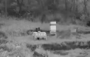 антон хранят мечка напада кошерите реколтата видео