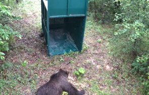 хванаха мечката щъкаше габрово околните села видео