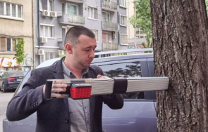 столична община опасните дървета центъра софия бъдат подменени чинари