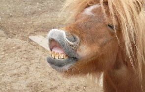 сакатлък пони отхапа пръстите жена зоопарка стара загора