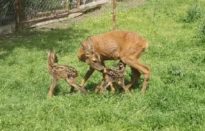 сърничката страхливка роди близнаци зоопарка бургас