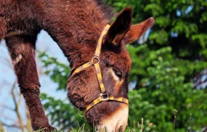 шофьор блъсна магаре сливенско