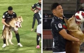 куче прекъсна мач чили опита вземе топката сувенир видео