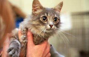 застреляха домашна котка боен пистолет