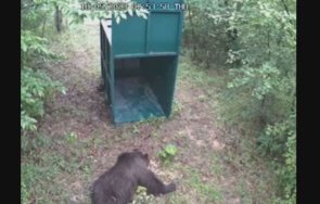 заловеното мече габрово притеснило капана продължило яде