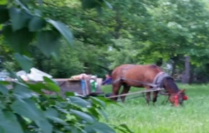 кон пасе трева елитен квартал