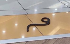 отровна змия разходи варненски мол