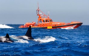 китове убийци обърнаха лодка бреговете испания