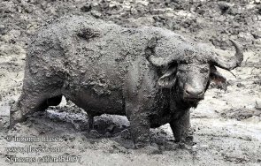 биволь съдебната риформа спасяването маршал будьони