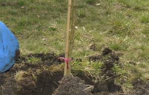 вандали отново изпочупиха новопосадени дървета благоевград