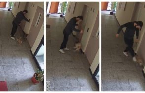 докога мъж рита беззащитно кученце жилищен блок софия