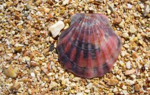 чудо изчезнала години мида появи отново черно море