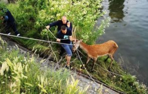 елен падна напоителен канал сливен пожарникари спасиха